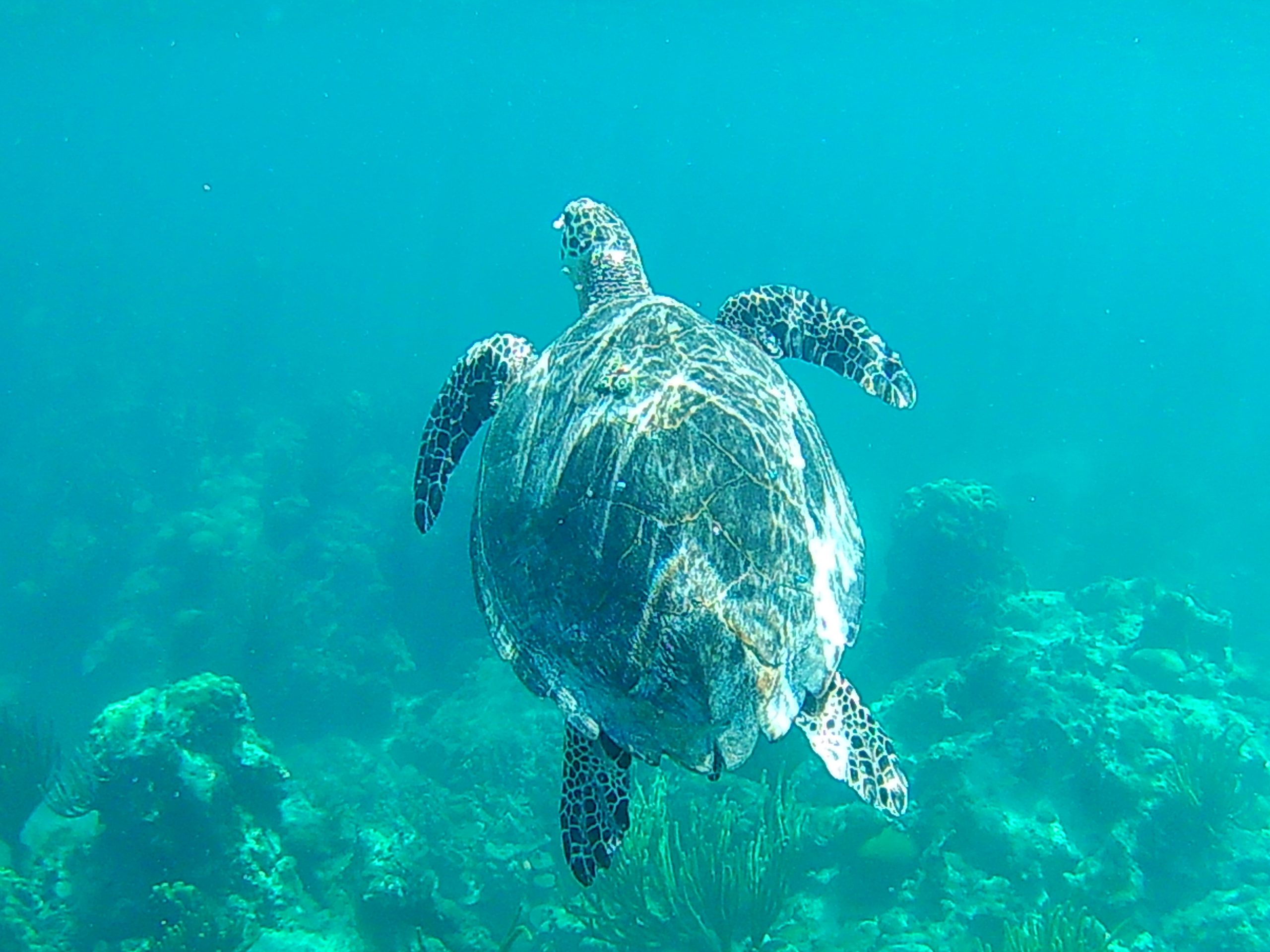 sea turle in crystal clear water
