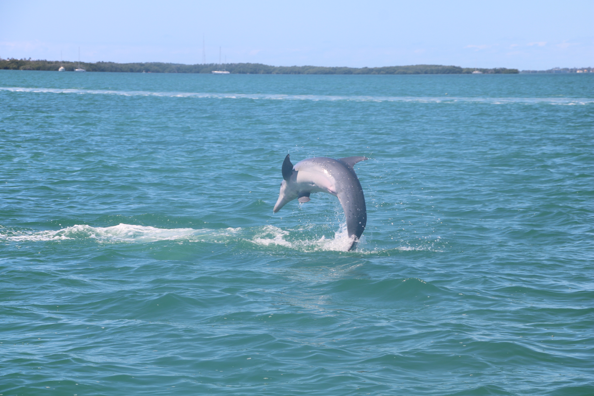 dolphin on a tour in florida keys