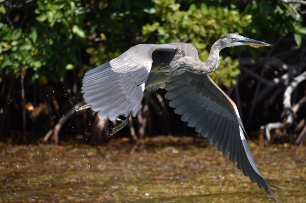 Snorkeling in Islamorada, the sandbar and Florida Keys with Edelweiss