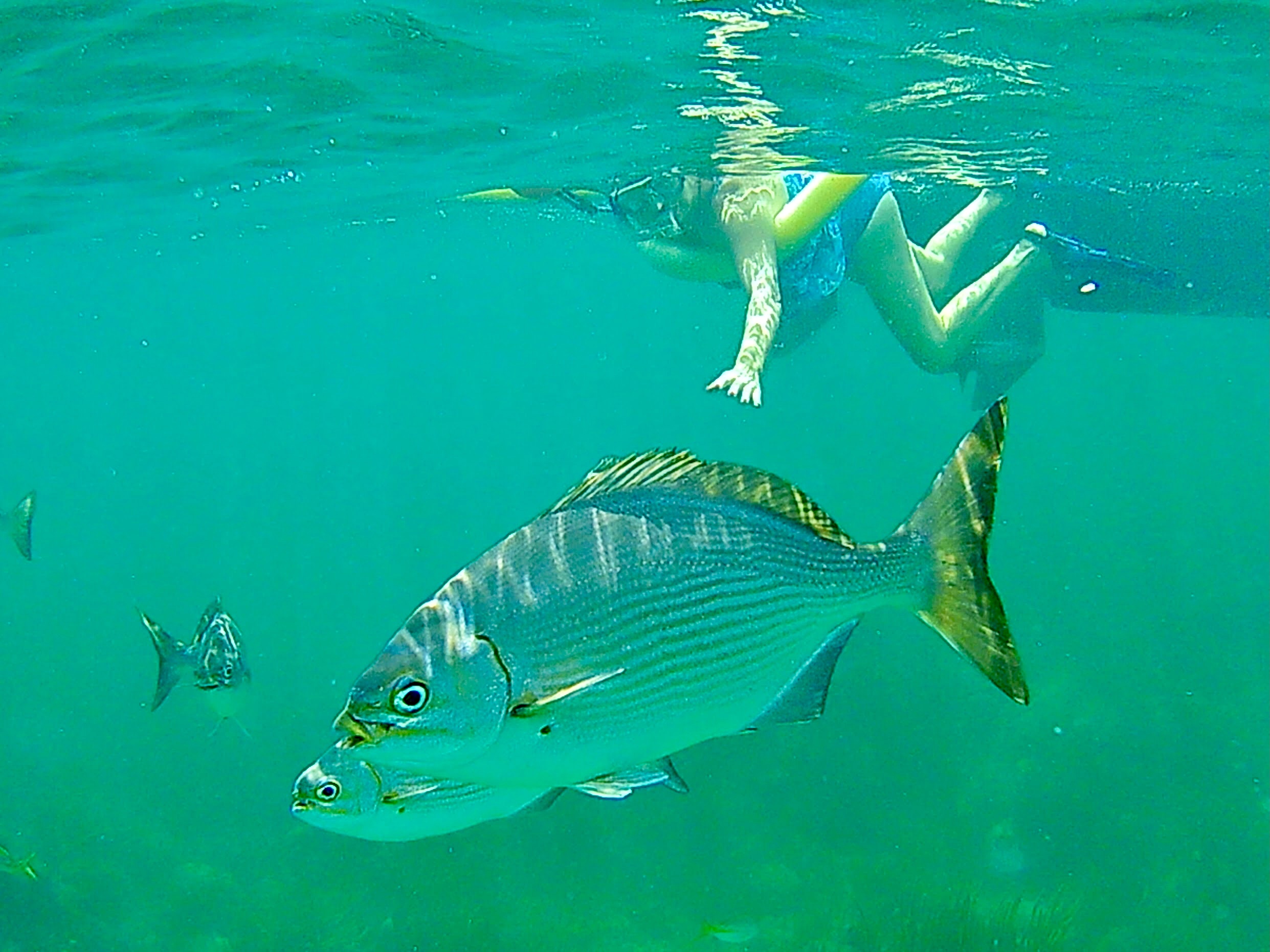 Person snorkeling, bermuda chub fishes swimming around