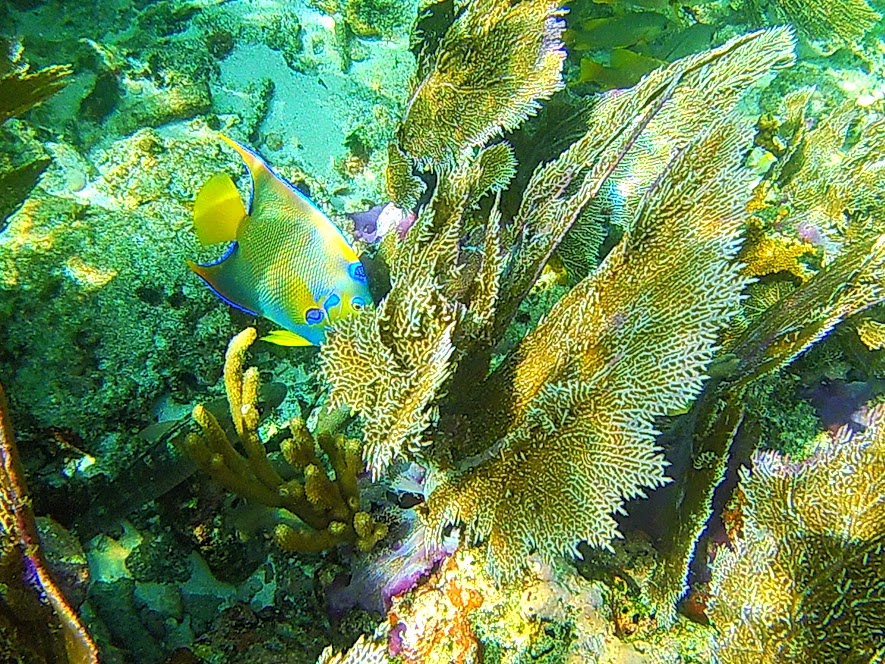 Fish in coral reef in the Florida Keys
