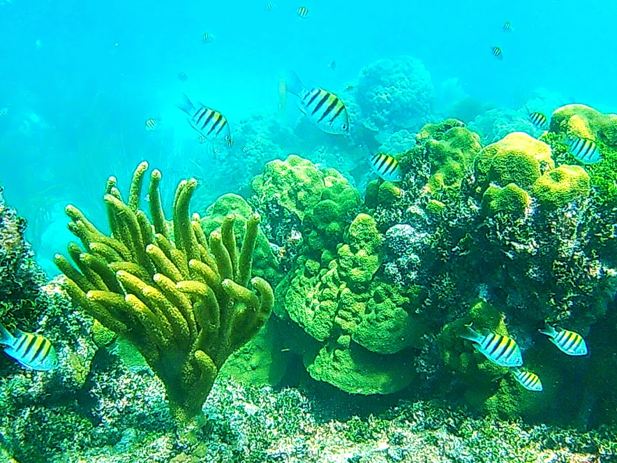 coral reef with fishes, hen and chickens in the florida keys