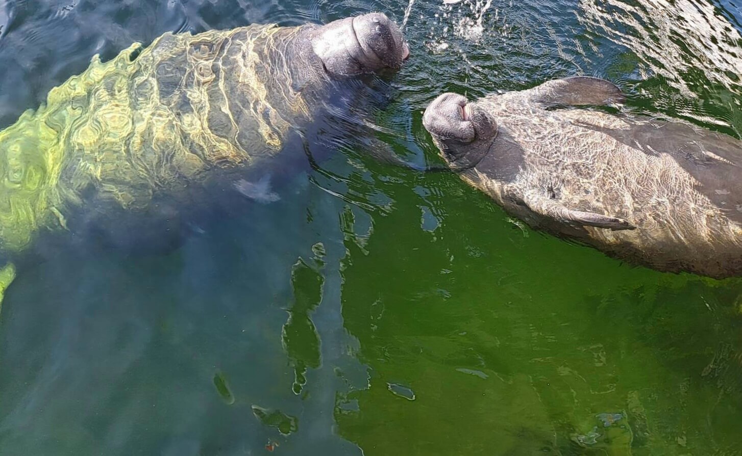 two manatees in the water